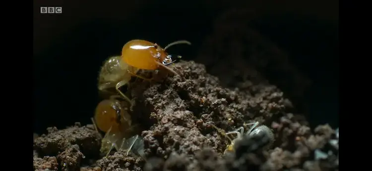 Termite sp. () as shown in Planet Earth II - Grasslands